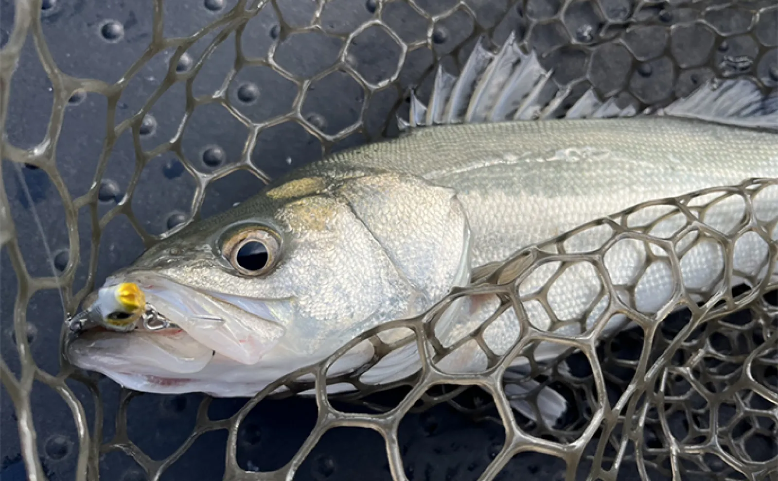 ボートルアーシーバス釣行で初体験者が70cm超え本命キャッチ【博多湾】