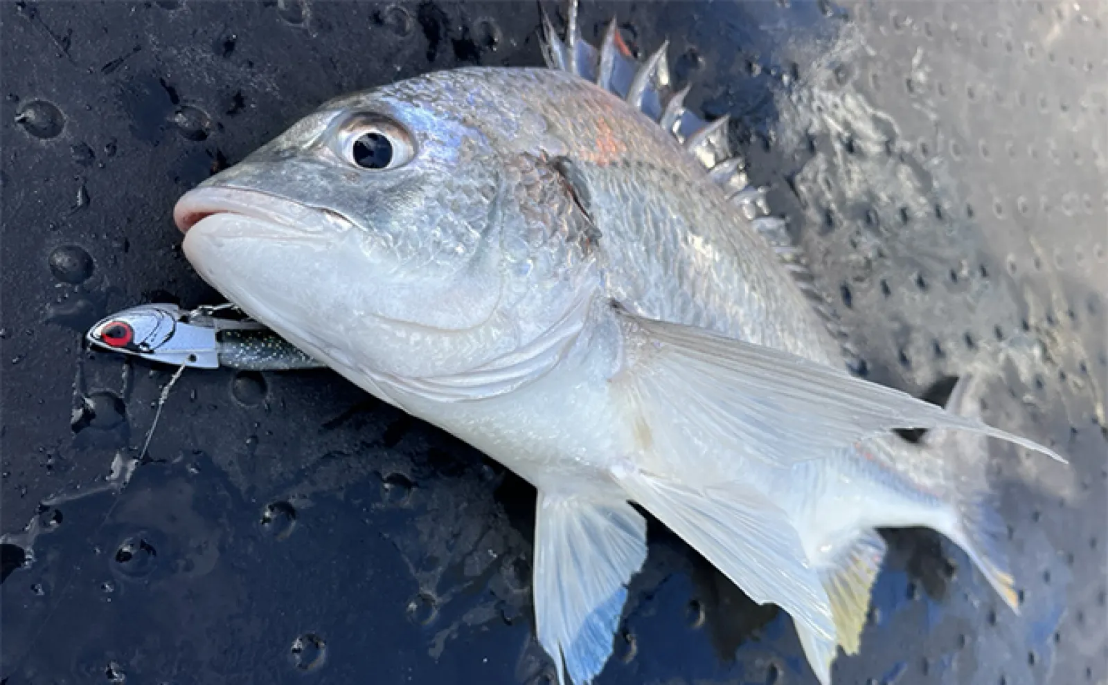ボートルアーシーバス釣行で初体験者が70cm超え本命キャッチ【博多湾】