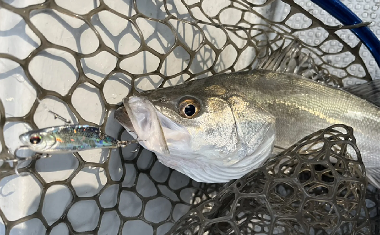 ボートルアーシーバス釣行で初体験者が70cm超え本命キャッチ【博多湾】