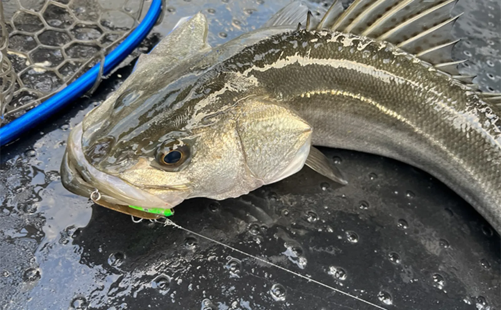 ボートルアーシーバス釣行で初体験者が70cm超え本命キャッチ【博多湾】