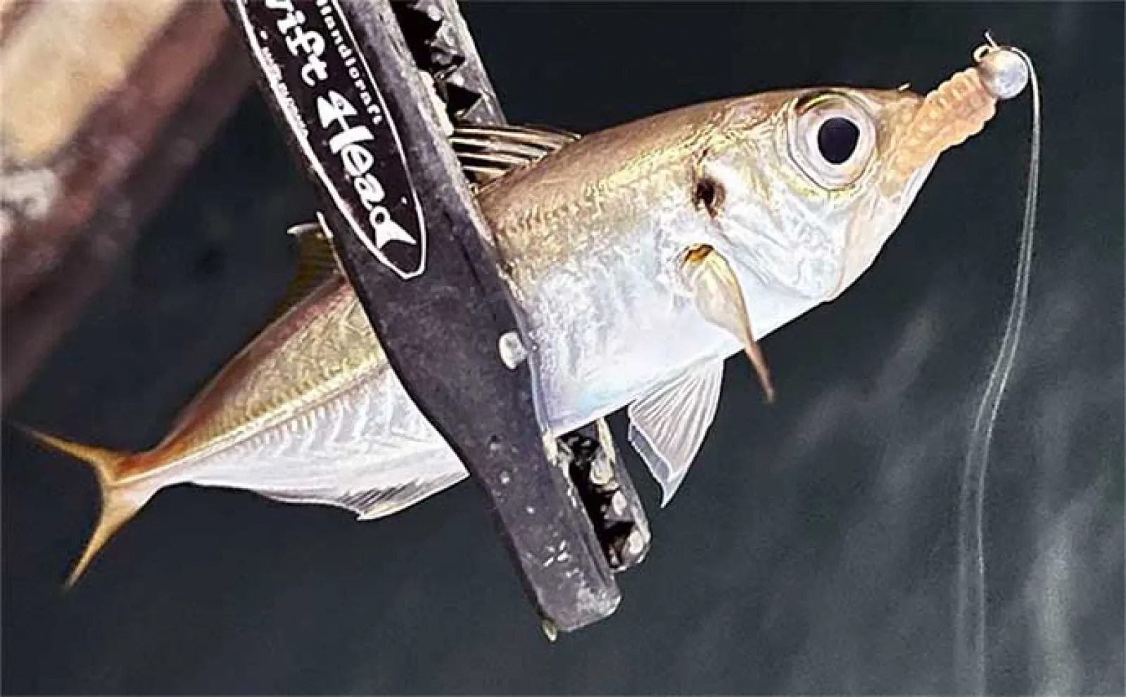 海釣りの万能ルアー『魚子メタル』はエリアトラウトにも流用可能だった