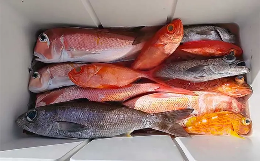 中深海ジギング釣行でキンメダイにクロムツをキャッチ【和歌山】