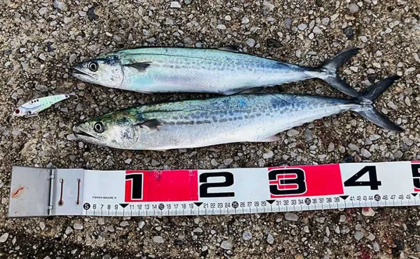 陸っぱりルアー釣りで52cm頭にサゴシ（サワラ）2尾【境水道】バイブレーションにヒット
