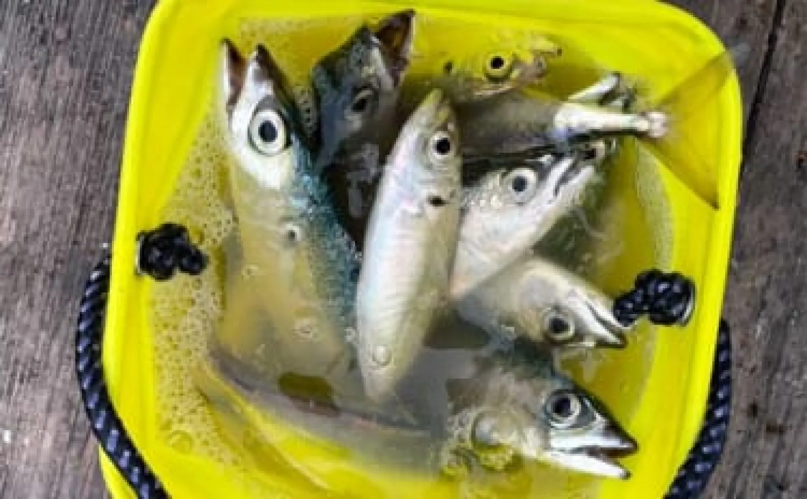 イカダでのサビキ釣りでアジ・サバ・イワシ乱舞【三重・海香】アジングでも連発