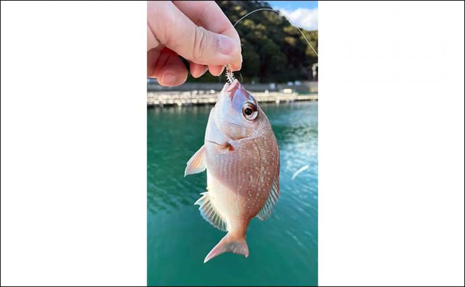 イカダでのサビキ釣りでアジ・サバ・イワシ乱舞【三重・海香】アジングでも連発