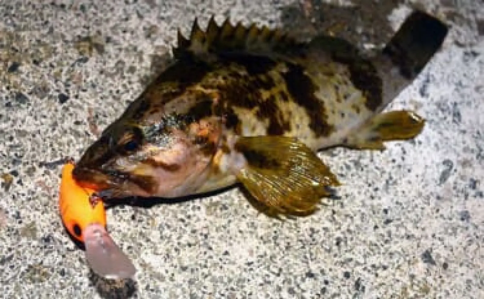 【クランクベイトで狙う根魚ゲーム】 手返し向上＆ワームで釣れない魚が釣れる！