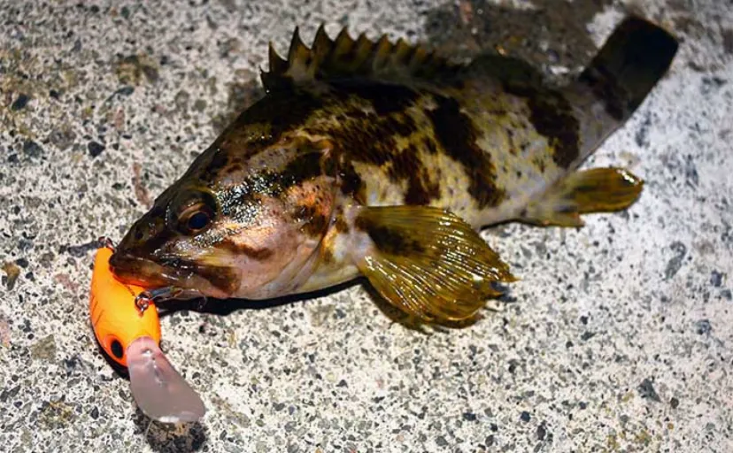 【クランクベイトで狙う根魚ゲーム】 手返し向上＆ワームで釣れない魚が釣れる！