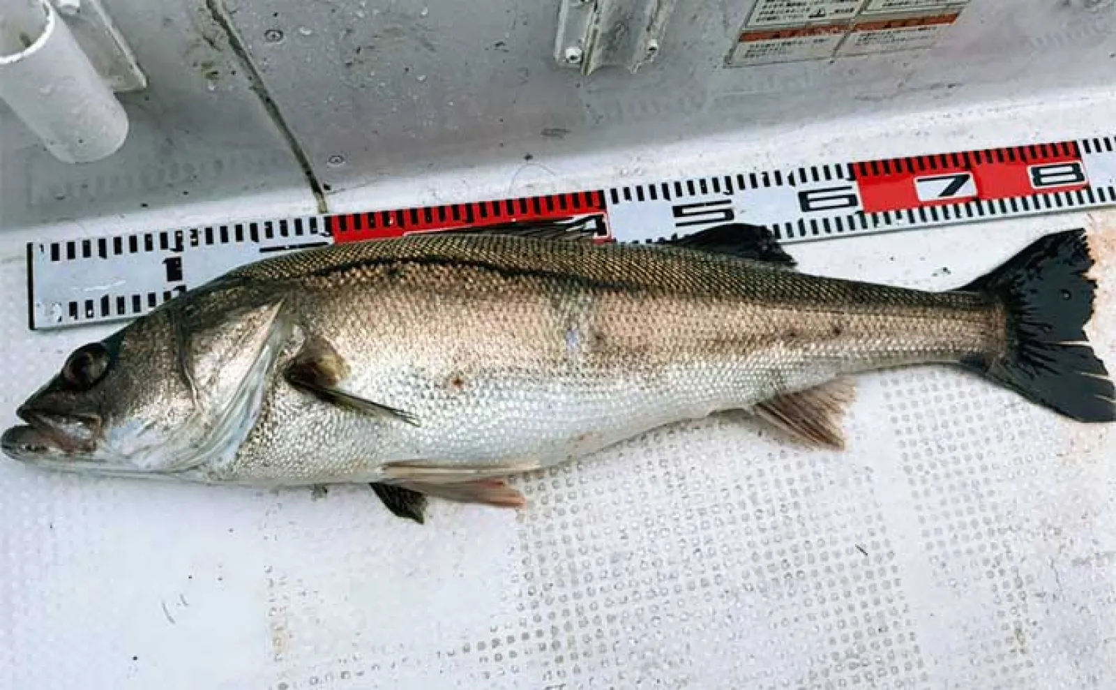 東京湾で80cmランカー級頭にコノシロパターンの大型シーバス乱舞