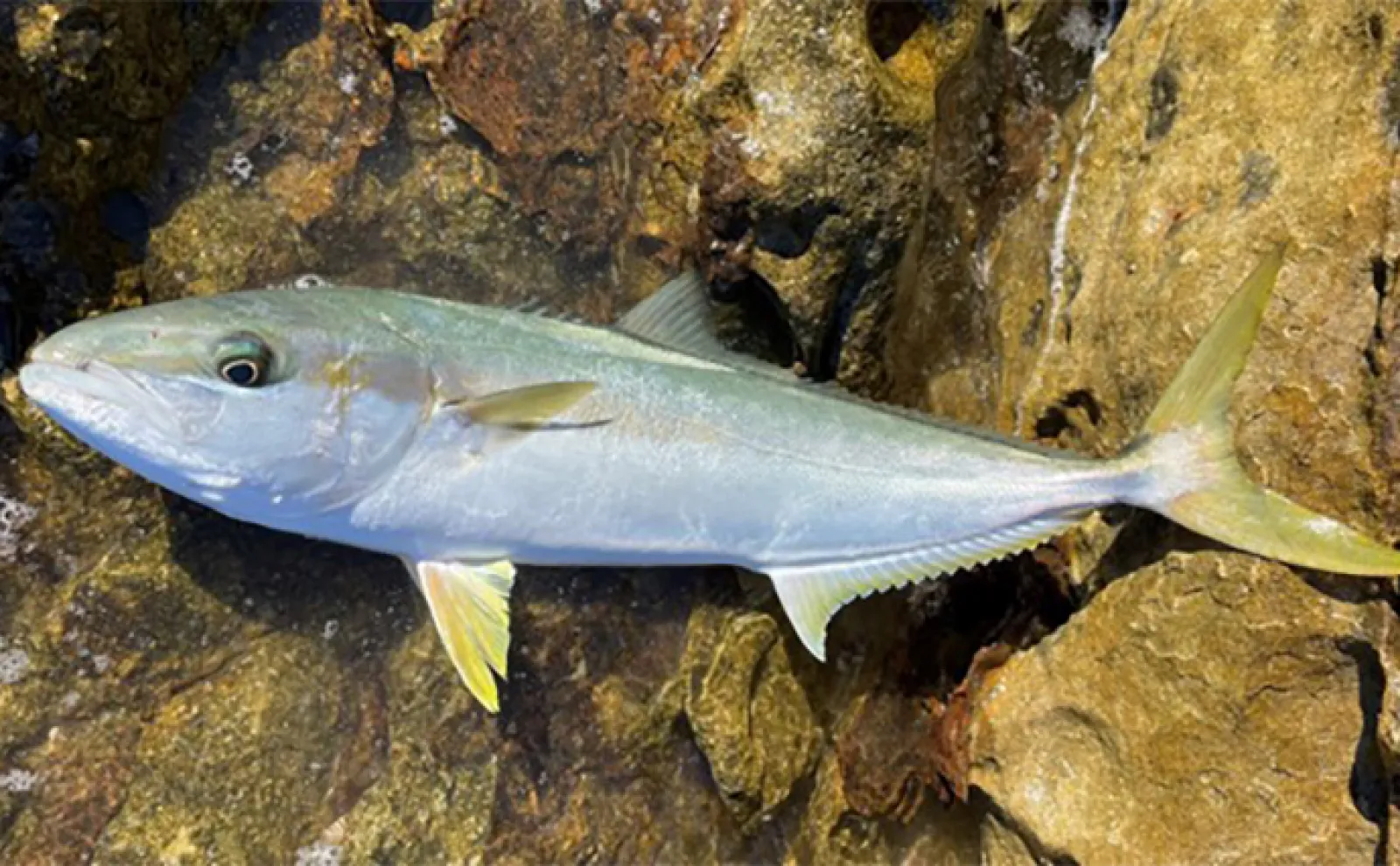 磯でのルアー青物釣りで93cmヒラマサをキャッチ【長崎】プラグにヒット