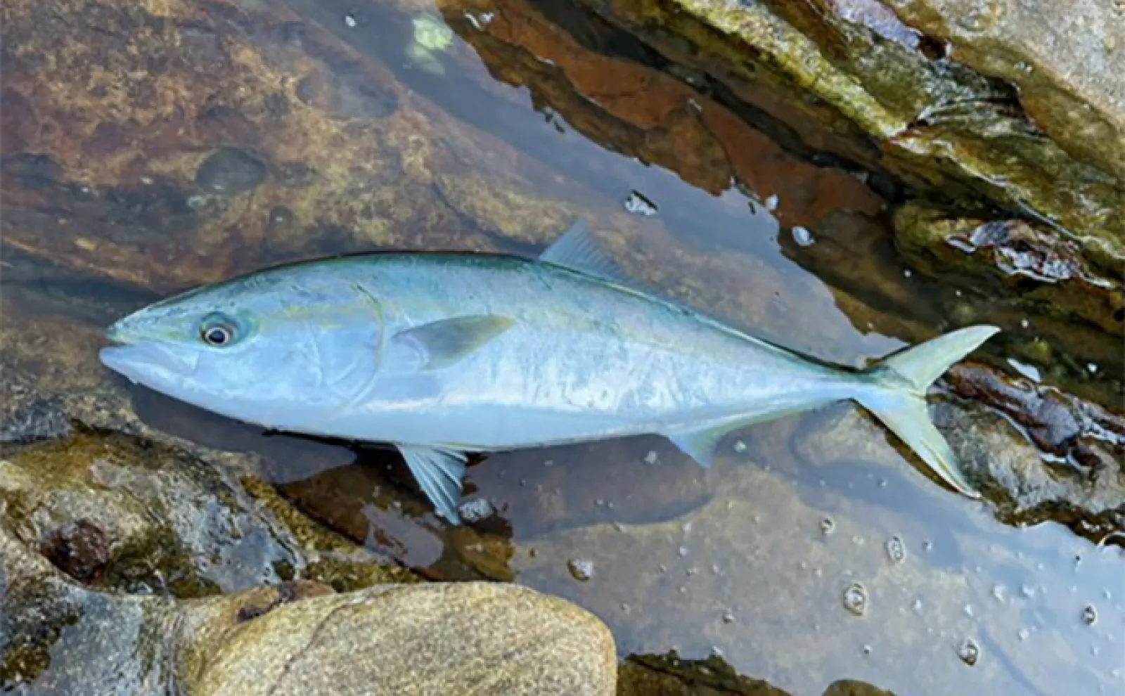 磯でのルアー青物釣りで93cmヒラマサをキャッチ【長崎】プラグにヒット