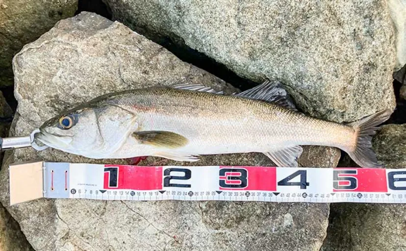 陸っぱりルアーシーバス釣りで60cm筆頭に1時間半で6尾と爆釣【中海】