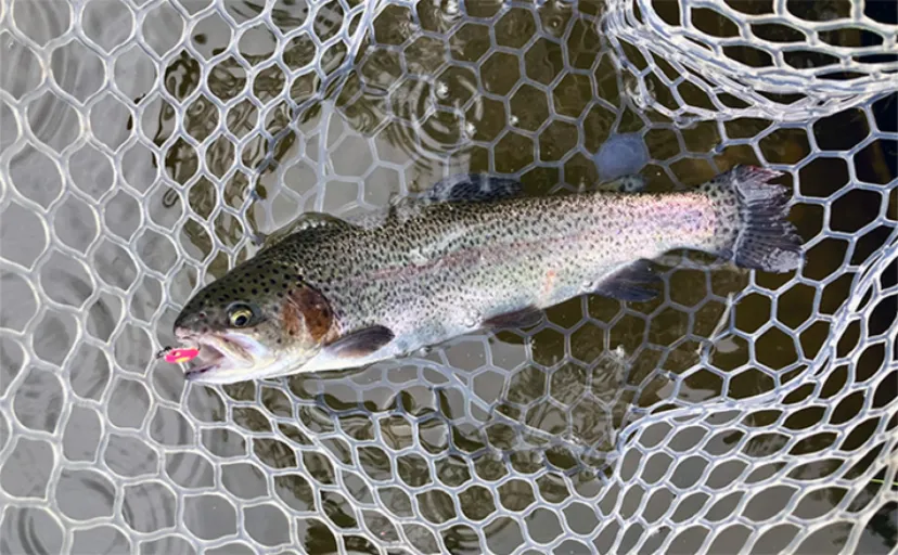 エリアトラウトの【反則ルアー10選】 嘘みたいに魚が釣れるお助けアイテムを紹介