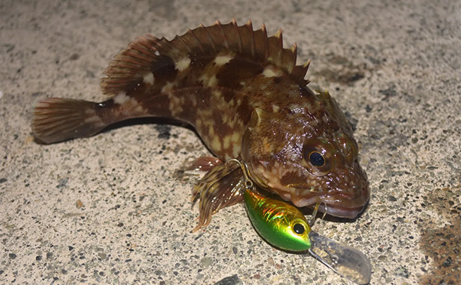 【クランクベイトで狙う根魚ゲーム】 手返し向上＆ワームで釣れない魚が釣れる！