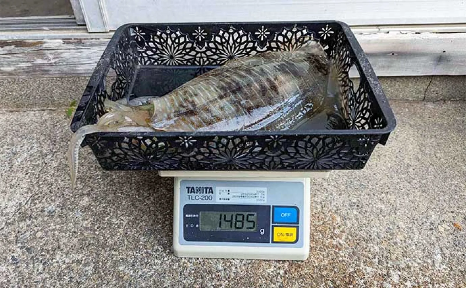 船エギング釣行で1.5kg級良型アオリイカ浮上【三重】キャスティングで手中