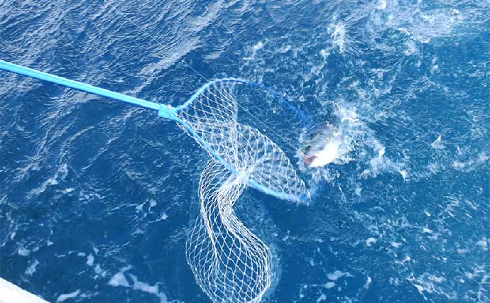 鳥羽沖の青物ジギング釣行でワラサ好捕【KAIEIMARU】控えめアクションが吉