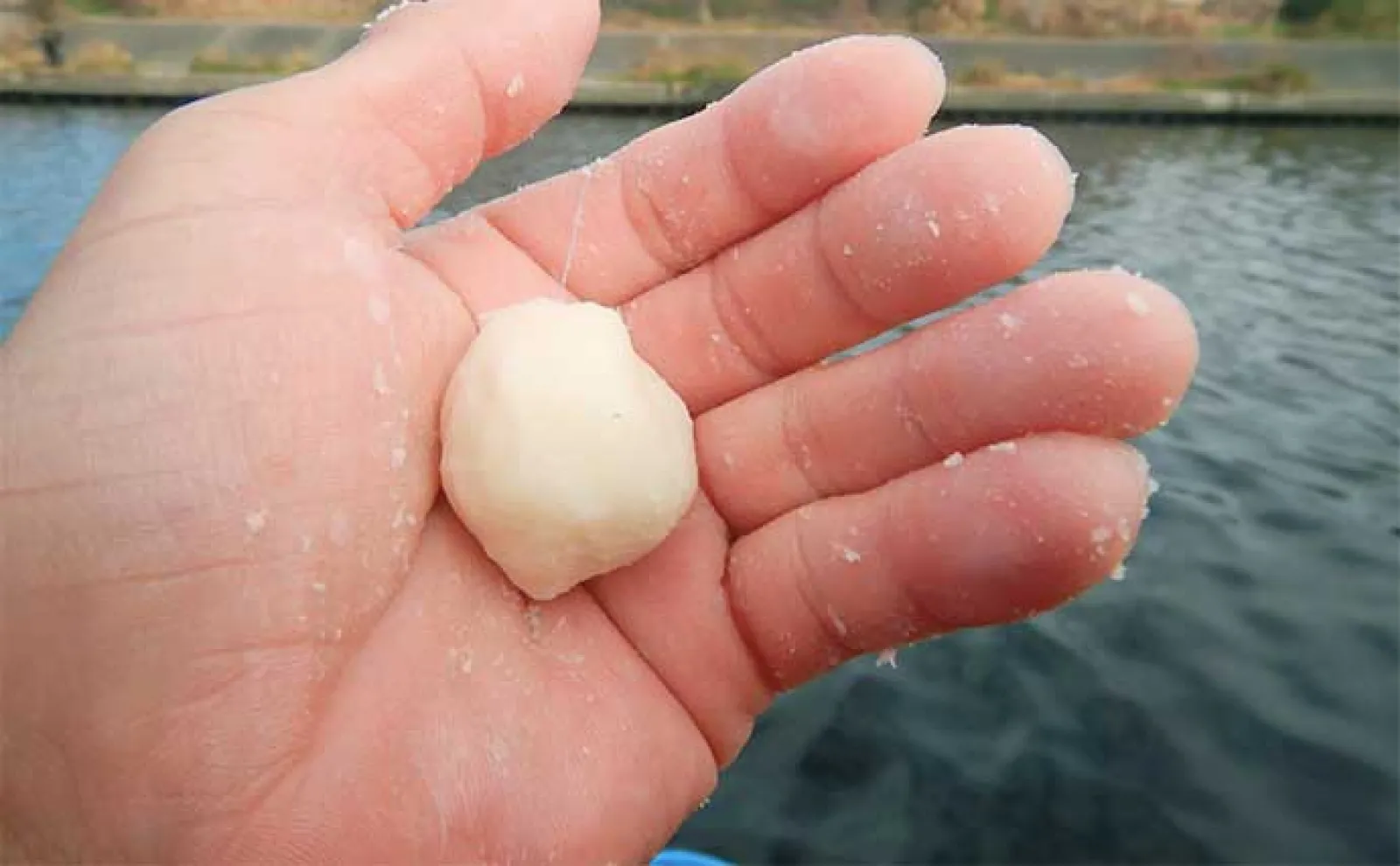 荒川温排水エリアでの冬のハクレン釣りで95cm級本命2尾をキャッチ【埼玉】