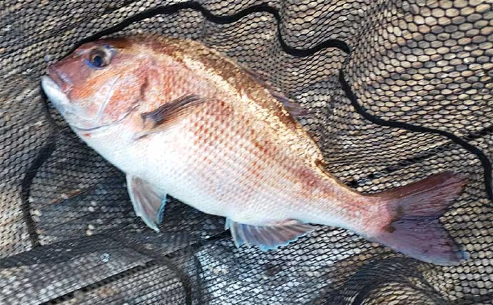 海上釣り堀でマダイ2桁【三重・迫間浦】青物放流タイミングでワラサも手中