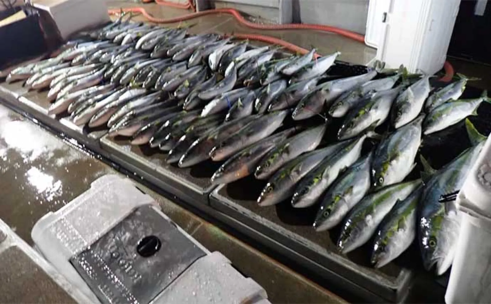【沖のルアー釣り最新釣果】ジギングで14kg・120cm頭に大型ヒラマサ連打(福岡)