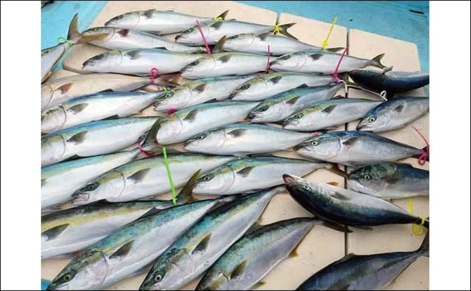 【沖のルアー釣り最新釣果】ジギングで14kg・120cm頭に大型ヒラマサ連打(福岡)
