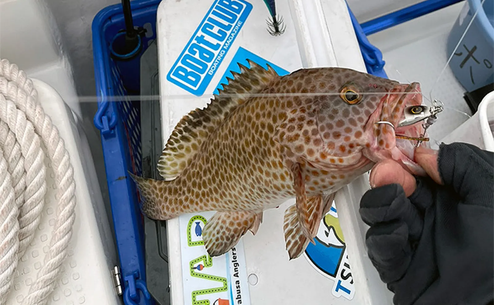 葉山沖ボートルアー釣行でレア魚『コモンハタ』【神奈川】浅場ではオオモンハタも