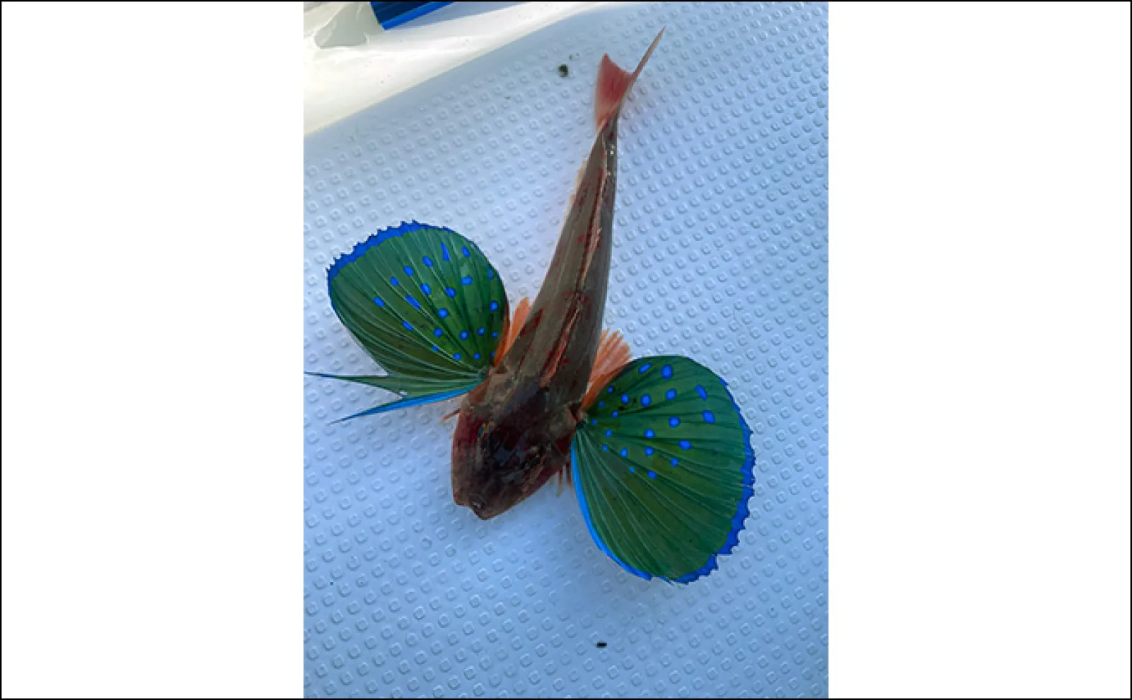 葉山沖ボートルアー釣行でレア魚『コモンハタ』【神奈川】浅場ではオオモンハタも
