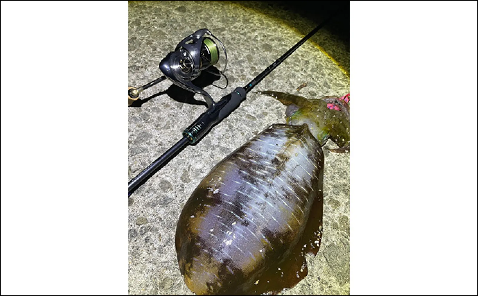 ピンクに光る夜光カラーのエギ縛りでエギングしてみた【熊本・天草】