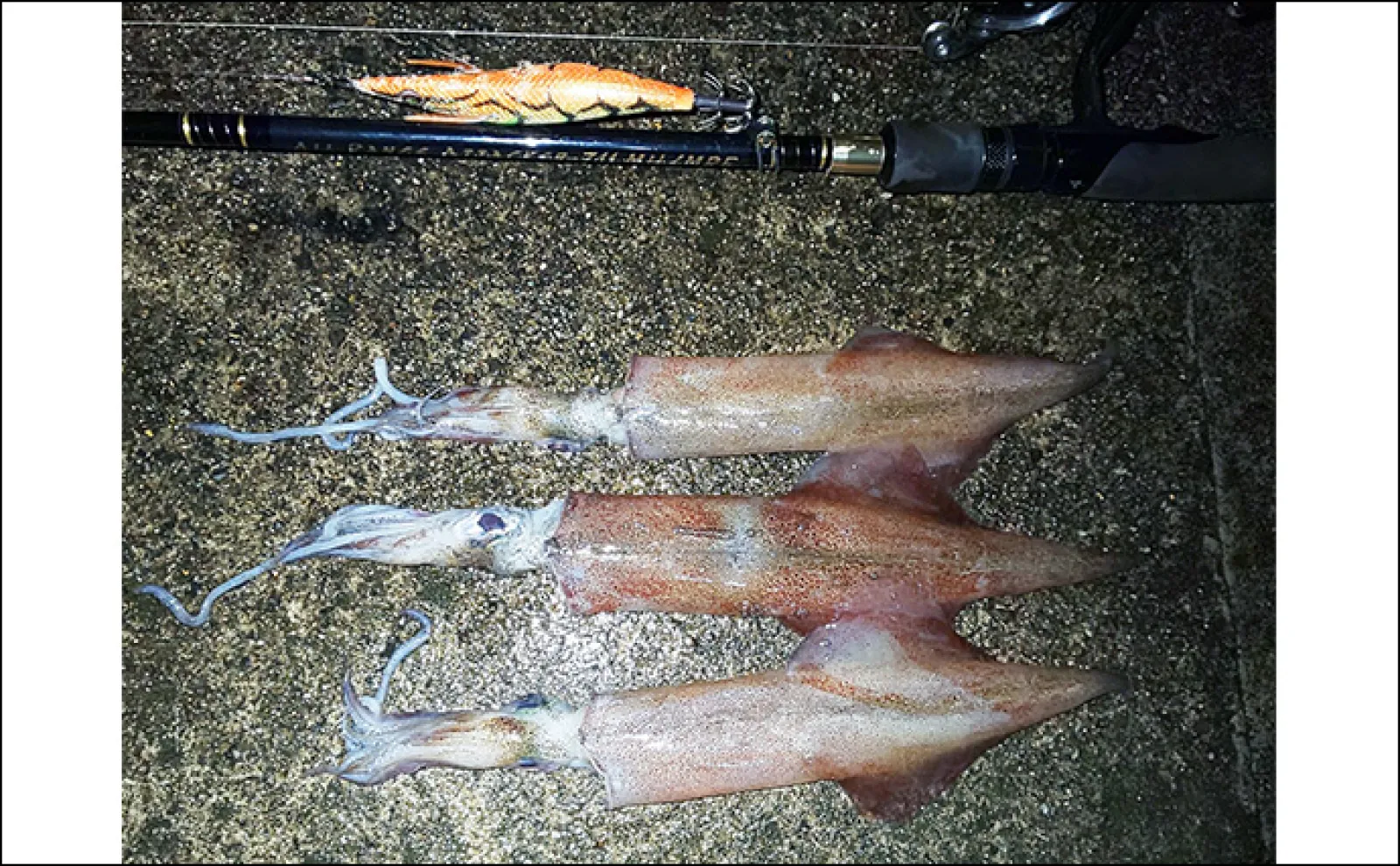 冬の堤防エギング釣行でキロ超えアオリにヤリイカ【京都府】まさかのヒラメも登場