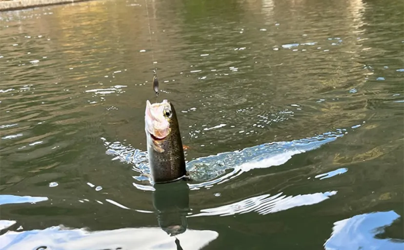寒波到来した千早川マス釣り場で38匹キャッチ【大阪】放流魚の攻略に苦戦