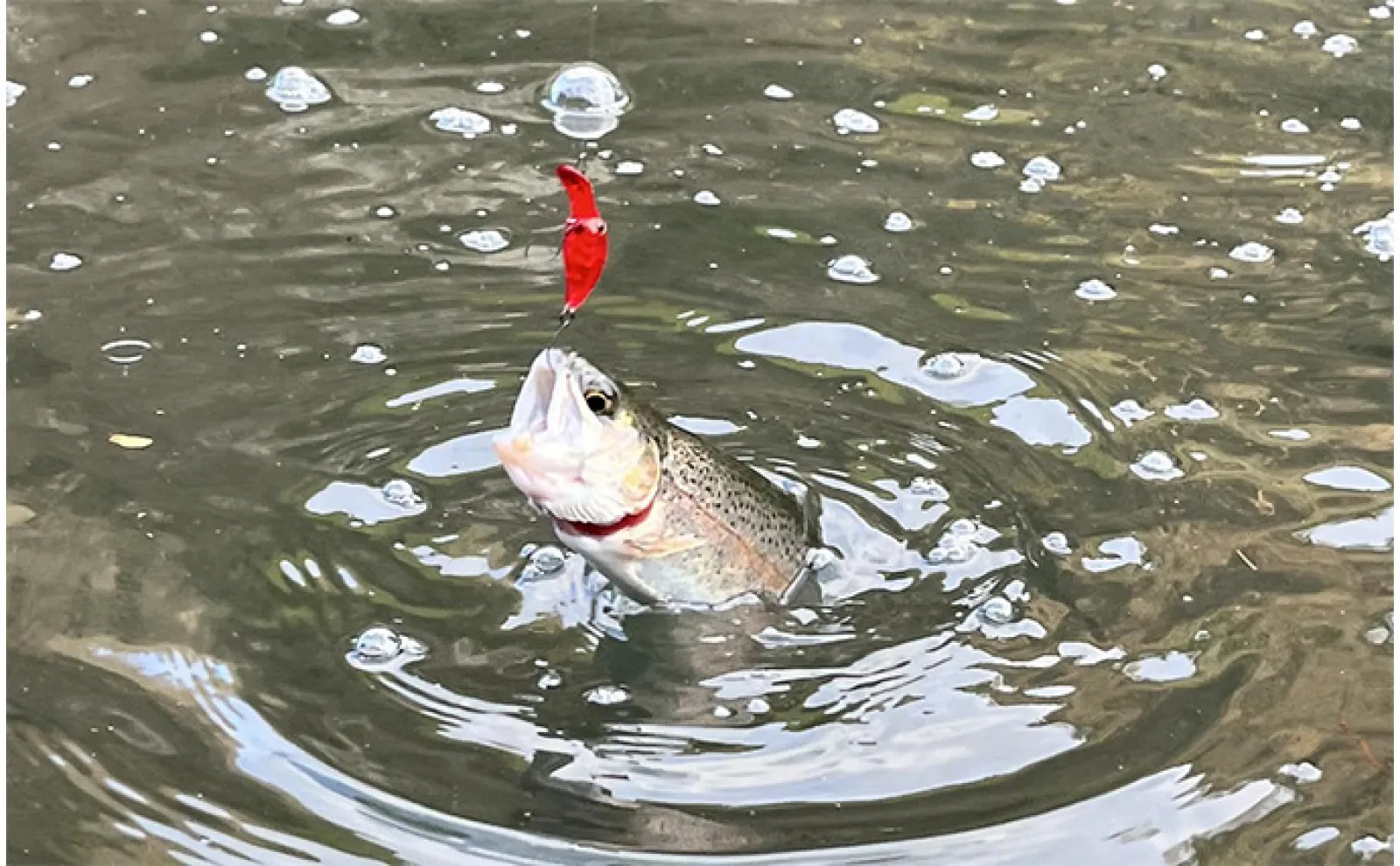 寒波到来した千早川マス釣り場で38匹キャッチ【大阪】放流魚の攻略に苦戦