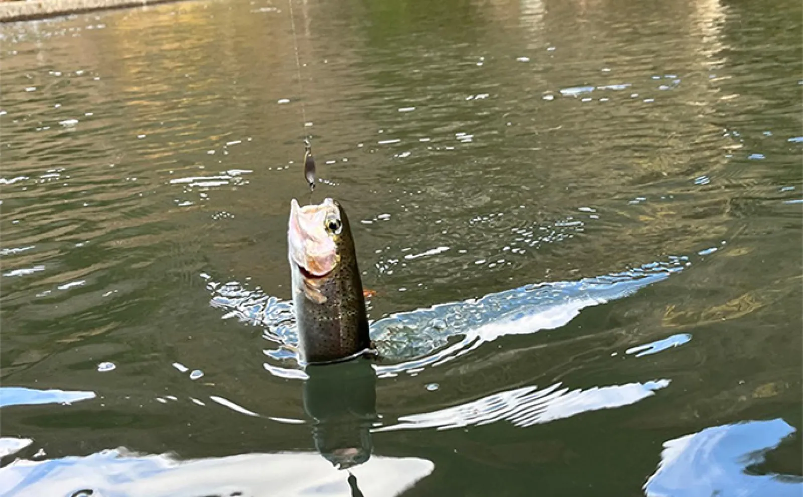 寒波到来した千早川マス釣り場で38匹キャッチ【大阪】放流魚の攻略に苦戦