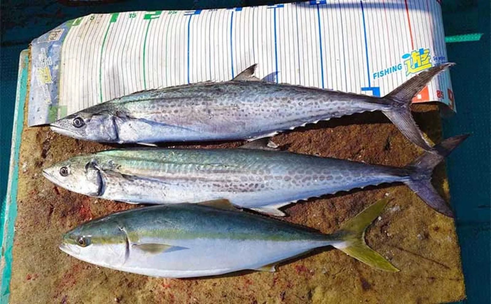 【船釣り釣果速報】マグロ狙いのジギングで想定外のマカジキがヒット(三重)