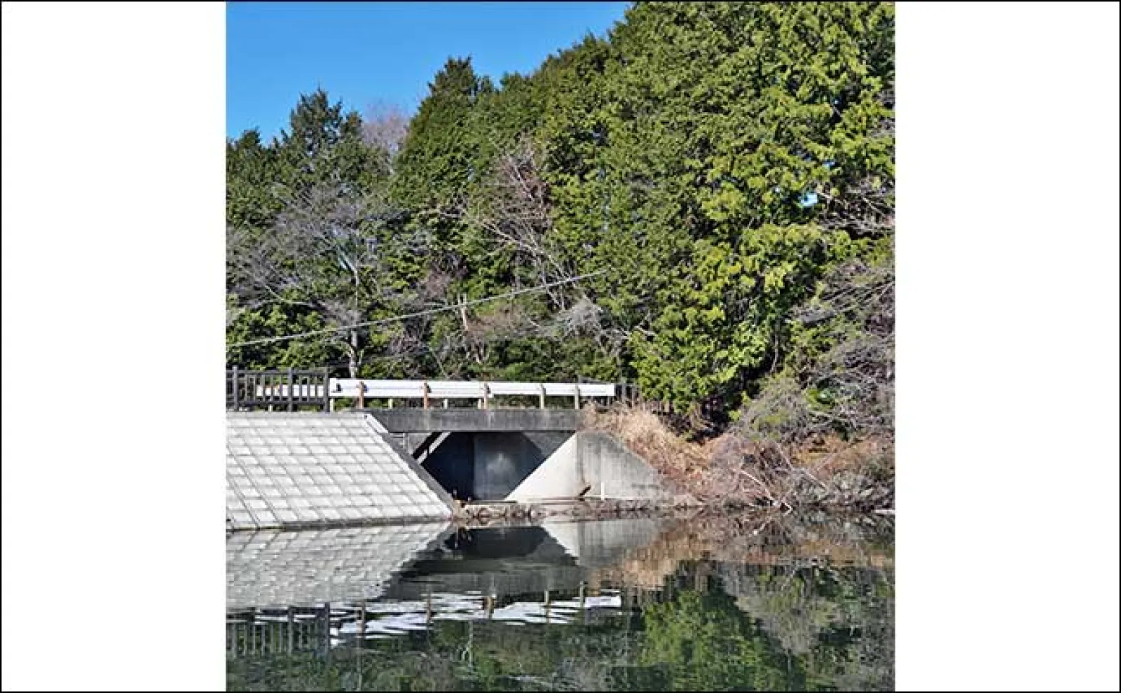 今週のヘラブナ推薦釣り場2024【静岡・早霧湖】