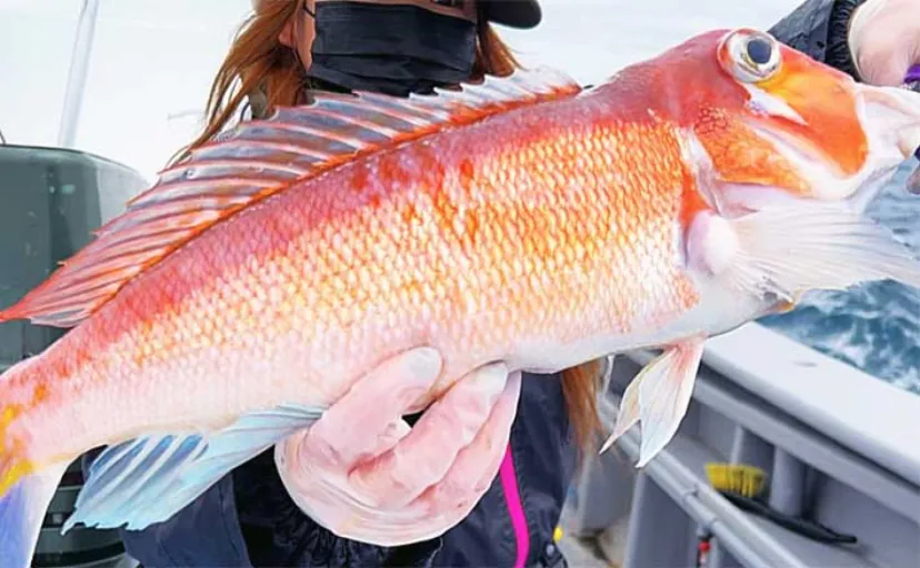 新潟沖タイラバ釣行で40cm超え良型アマダイ9尾【光海丸】激短ネクタイがキモ？