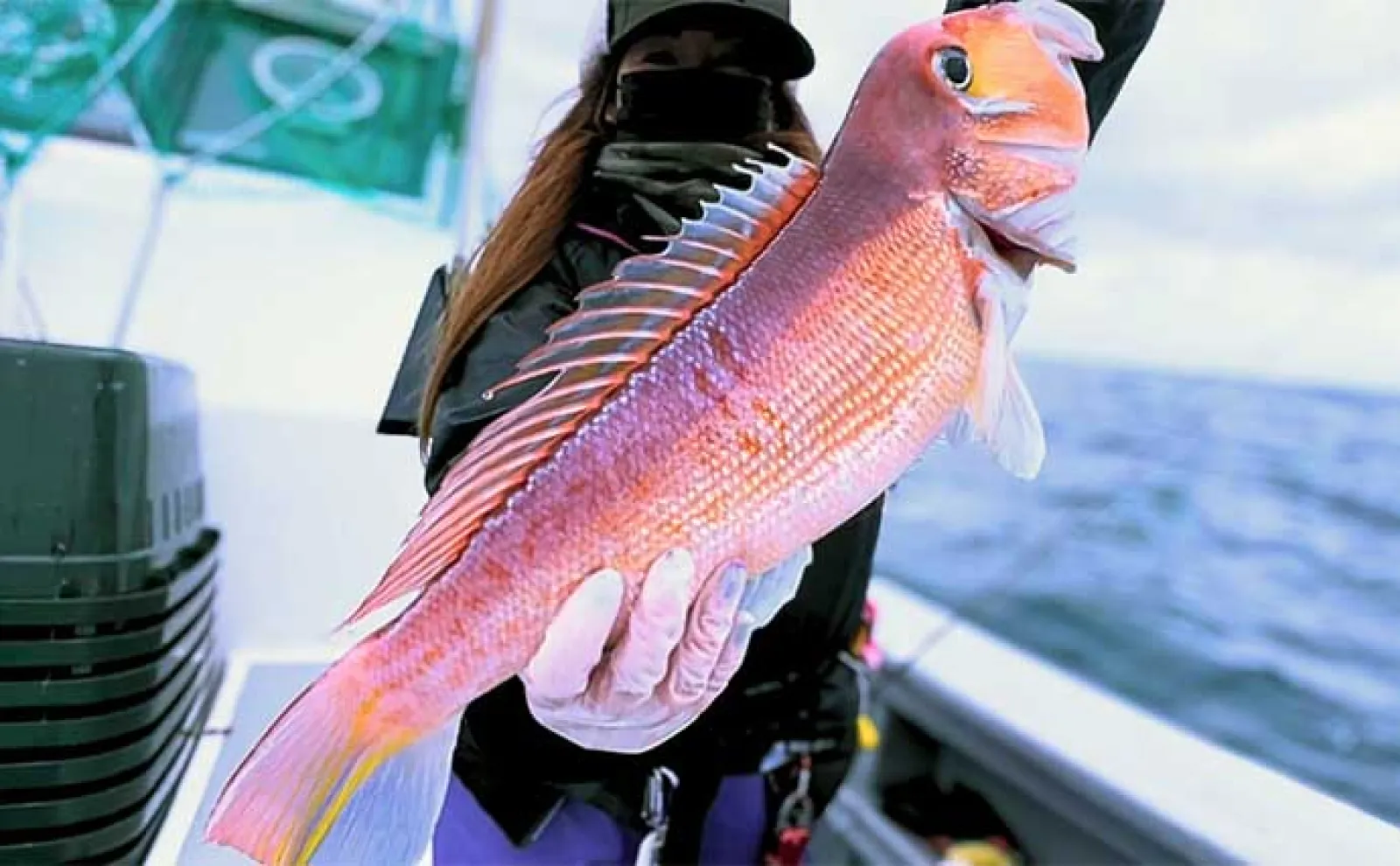 新潟沖タイラバ釣行で40cm超え良型アマダイ9尾【光海丸】激短ネクタイ