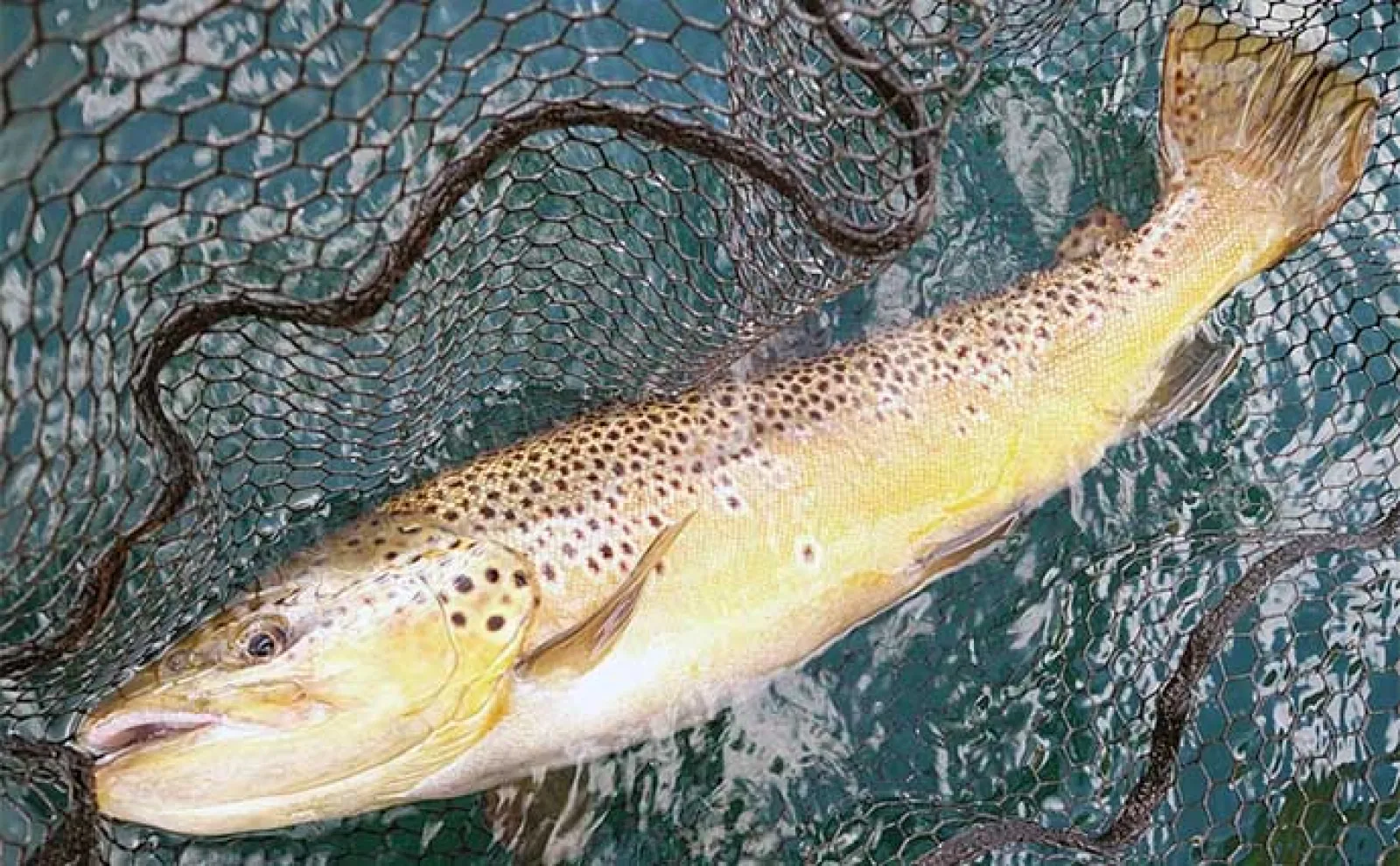 【解禁間近】芦ノ湖トラウト釣りの代表的なポイントと狙い方を解説