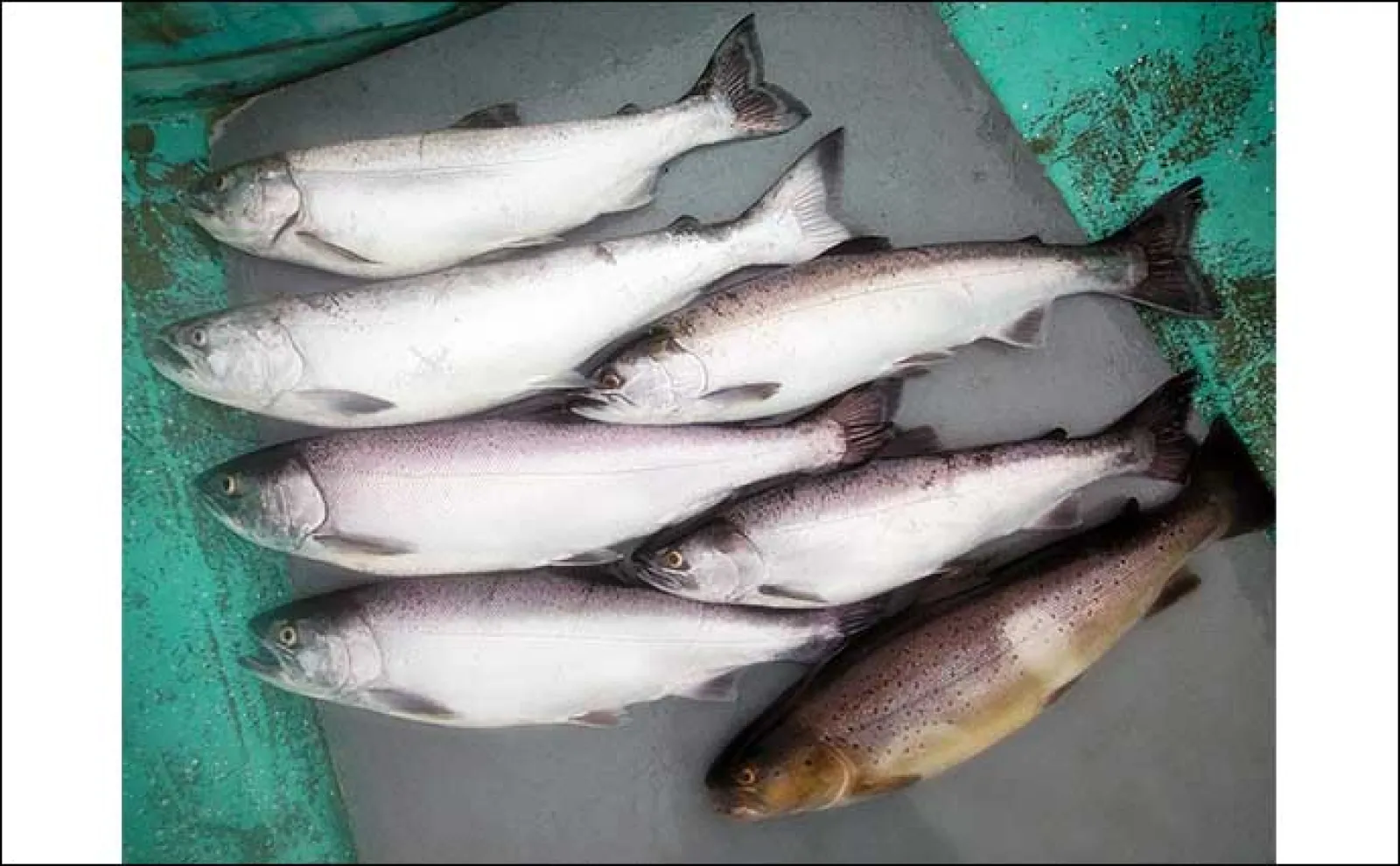 【解禁間近】芦ノ湖トラウト釣りの代表的なポイントと狙い方を解説