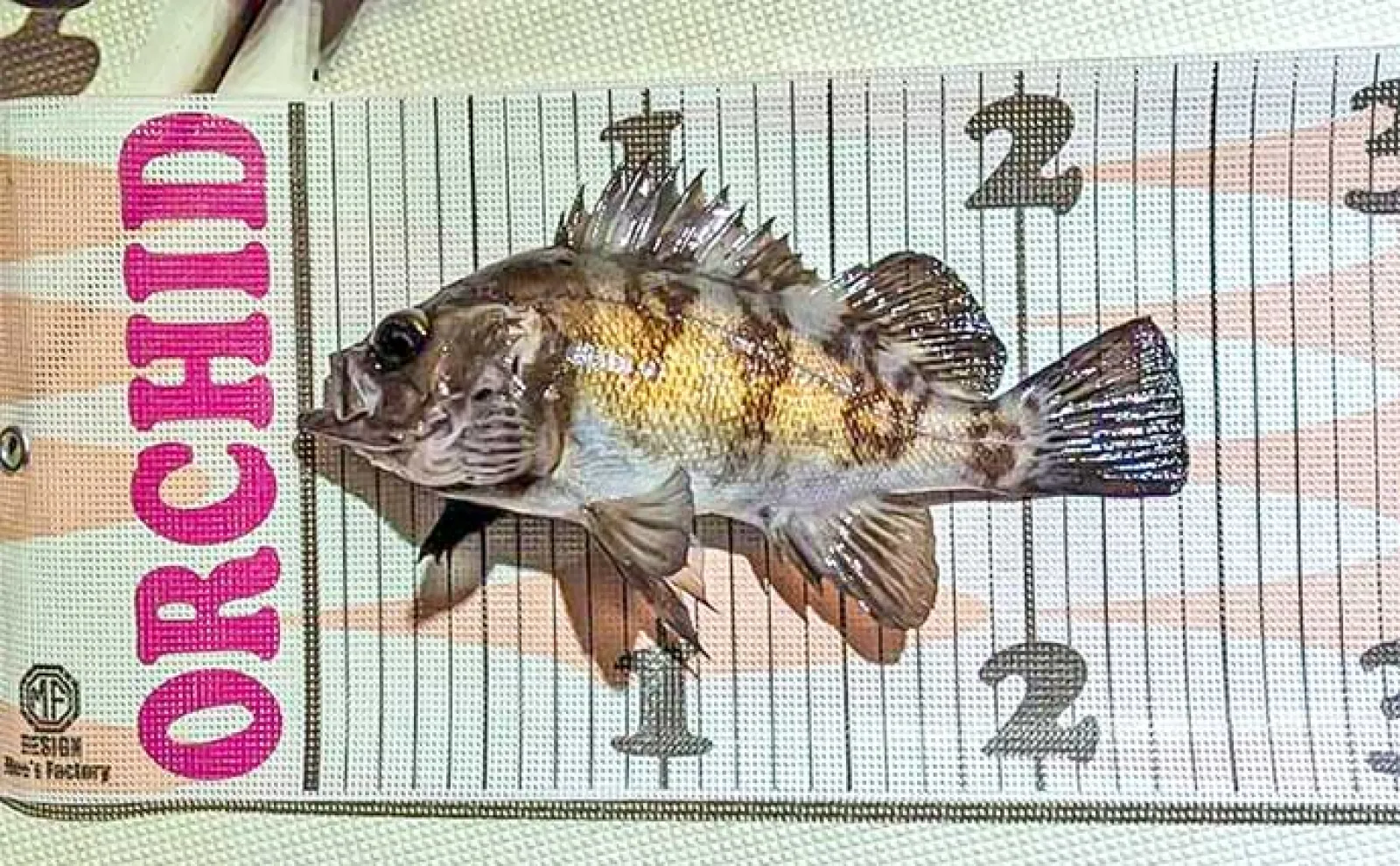 夜の名古屋港でのボートメバリング釣行で20cm超えメバルが続々【オーキッド】