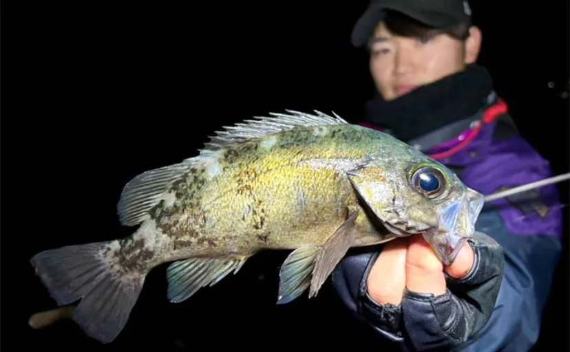 陸っぱりメバリング釣行で試行錯誤【広島】シラスパターンにはミノーが好適？