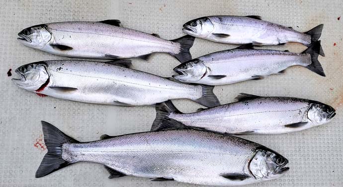 鮮魚通販［豊洲 Okawari 鮮魚店］天然ビワマス 琵琶湖 1-1.2kg