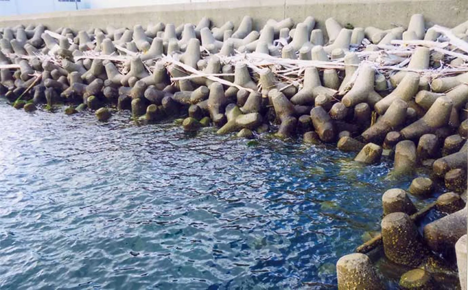 霞ヶ浦埠頭でのエサ釣りでカサゴ&メバル好捕【三重】藻エビが当たりエサか