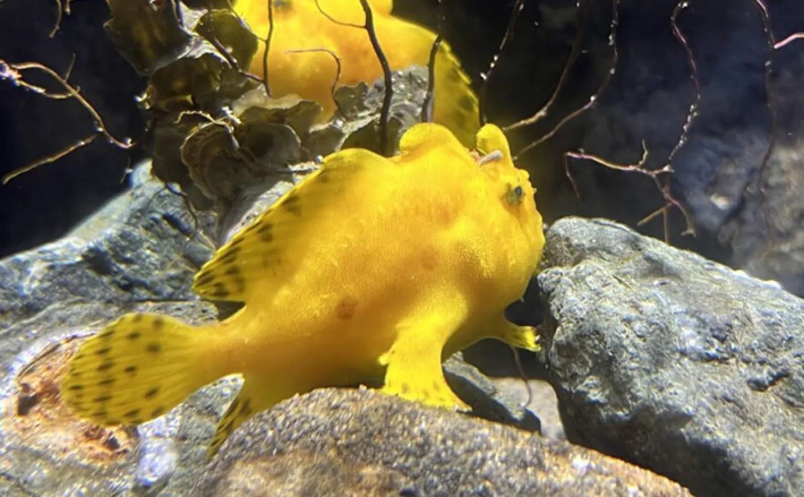 海底を歩く姿がかわいい【カエルアンコウ】に注目 近年国内で見つかっ
