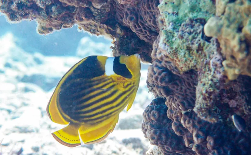 海や川にすむ魚の食性は主に4つ　＜海に畑を作る魚＞がいるって本当？