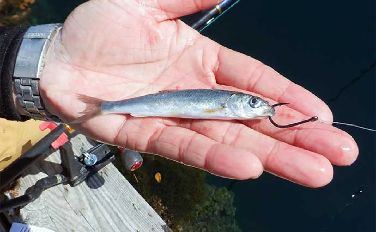 海上釣り堀で青物を釣る方法【魚種・タックル・仕掛け・エサ・狙うタイミングを解説】
