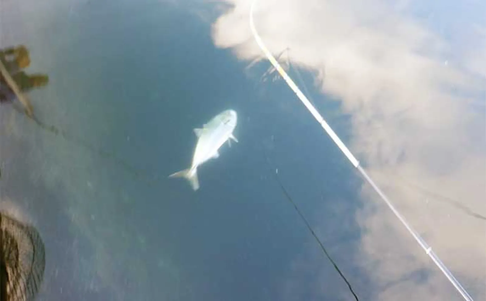 海上釣り堀で青物を釣る方法【魚種・タックル・仕掛け・エサ・狙うタイミングを解説】