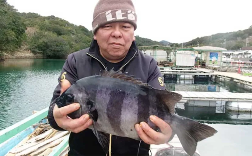 【海上釣り堀の釣果速報】マダイや青物以外にもイシダイやクロソイ顔見せ（三重・愛知）