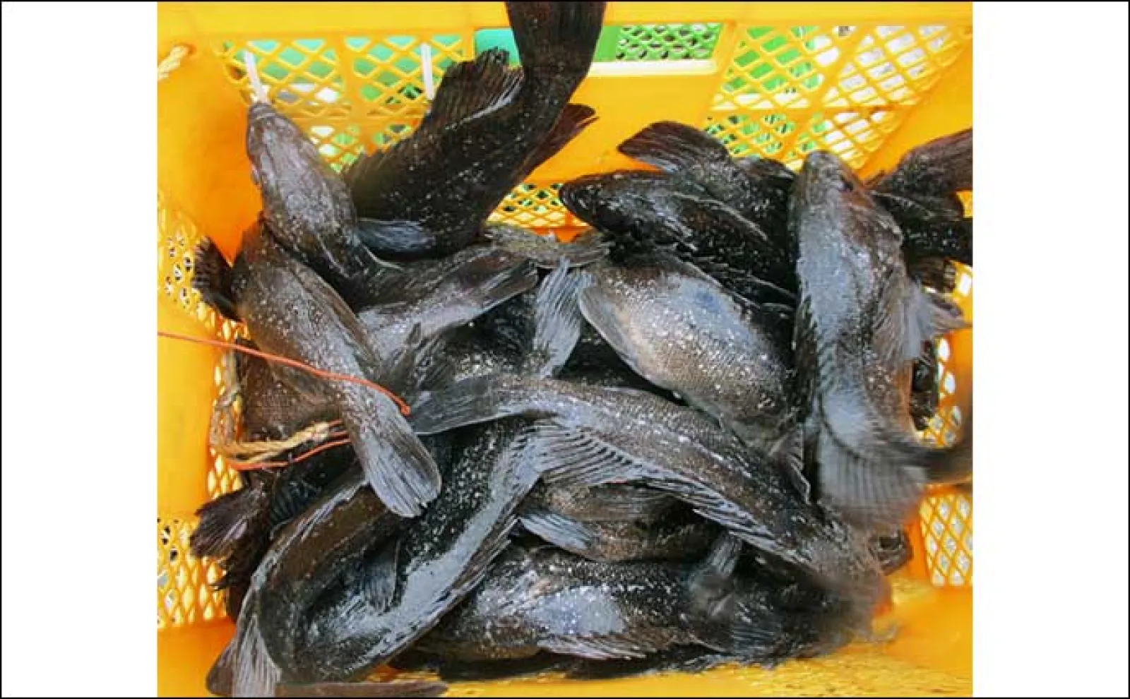 【海上釣り堀の釣果速報】マダイや青物以外にもイシダイやクロソイ顔見せ(三重・愛知)