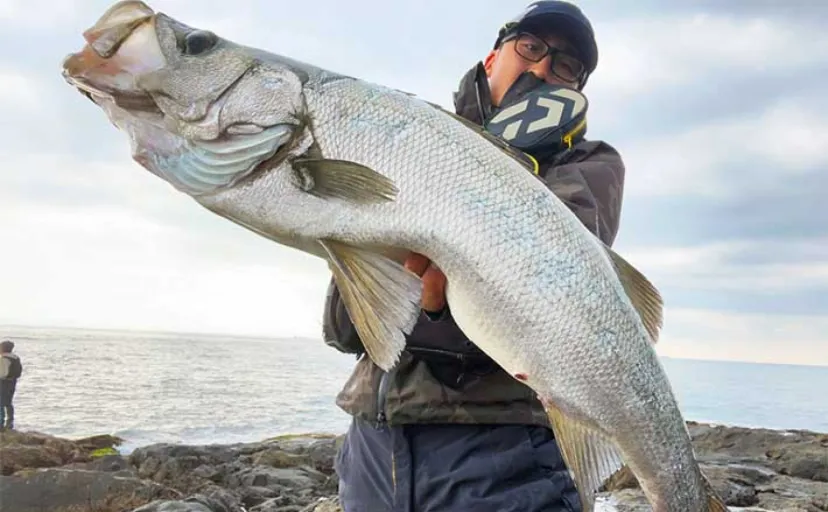 危険な荒磯に乗らずにヒラスズキを釣る方法　夜釣りで狙えば実は簡単に狙える？