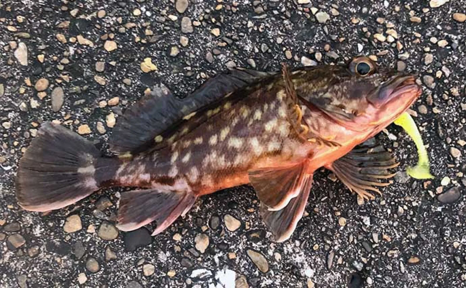 大阪南港で釣れたサカナは美味しい? 魚種によって大きく異なるのが現実