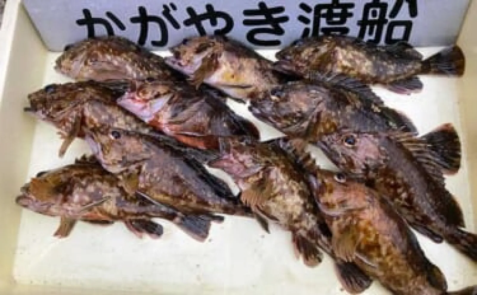 穴釣りで26.6cmの大型カサゴをキャッチ【三重・鈴鹿】ブラクリ仕掛けで