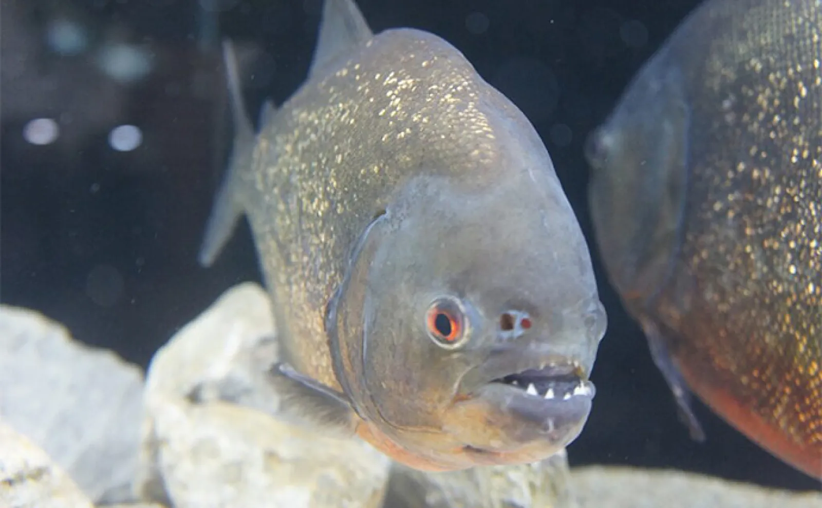 海や川にすむ魚の食性は主に4つ <海に畑を作る魚>がいるって本当?